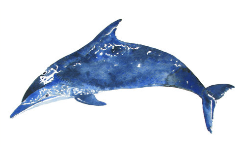 Blue Spotted Dolphin Watercolour Print1