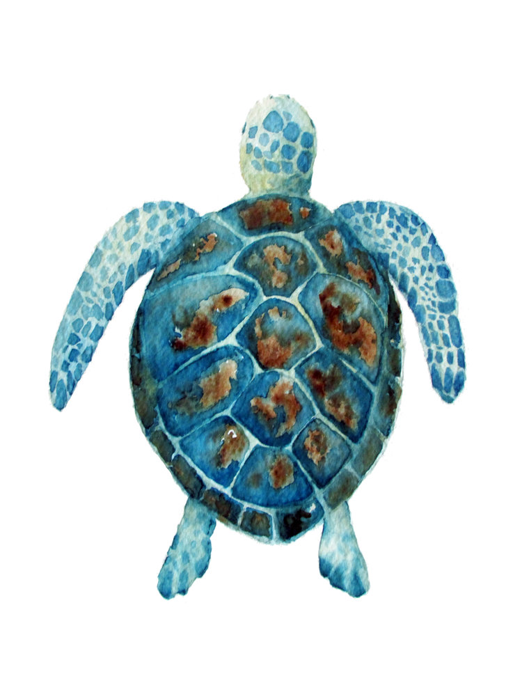 sea turtle print