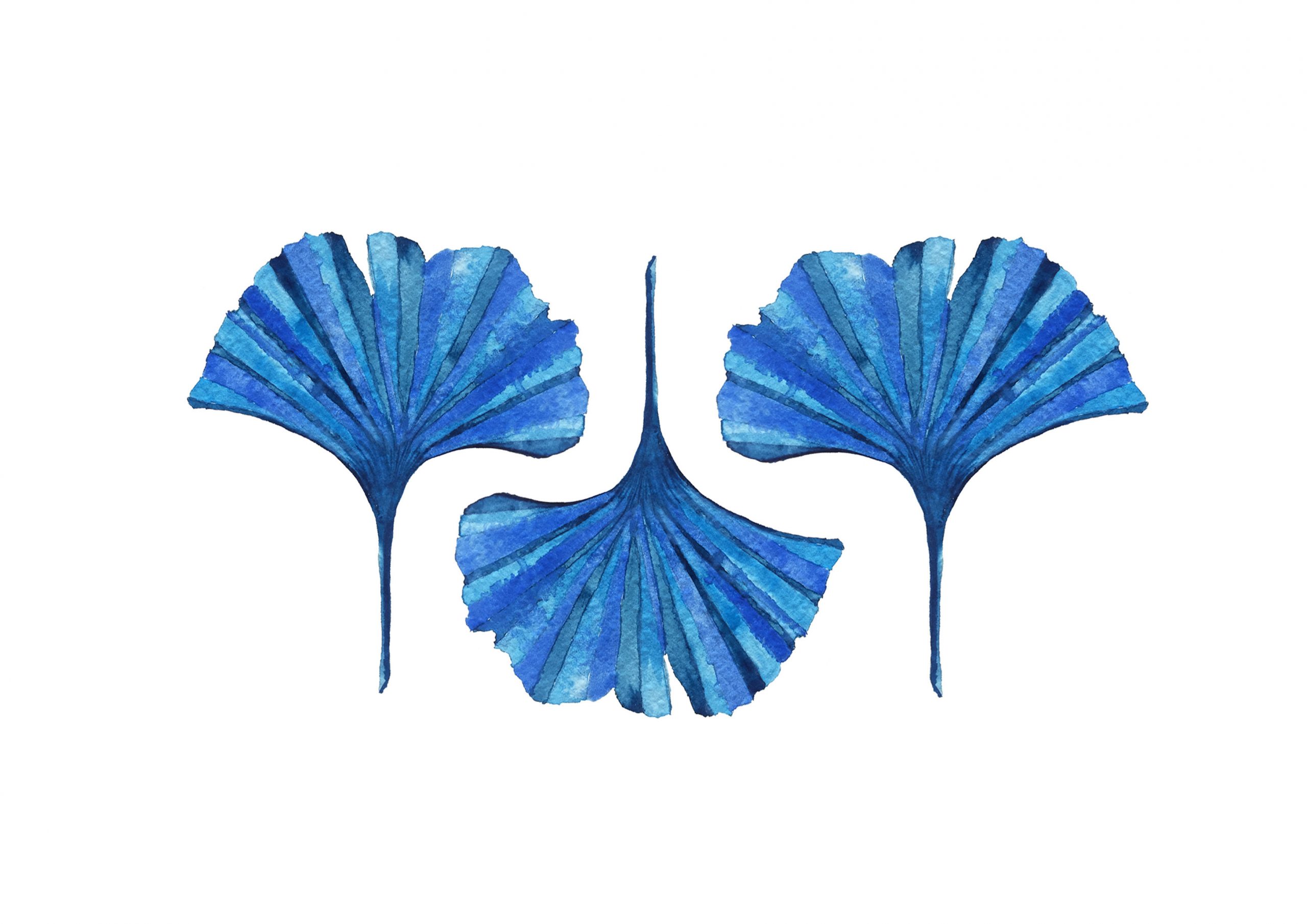 ginkgo mounted signed print