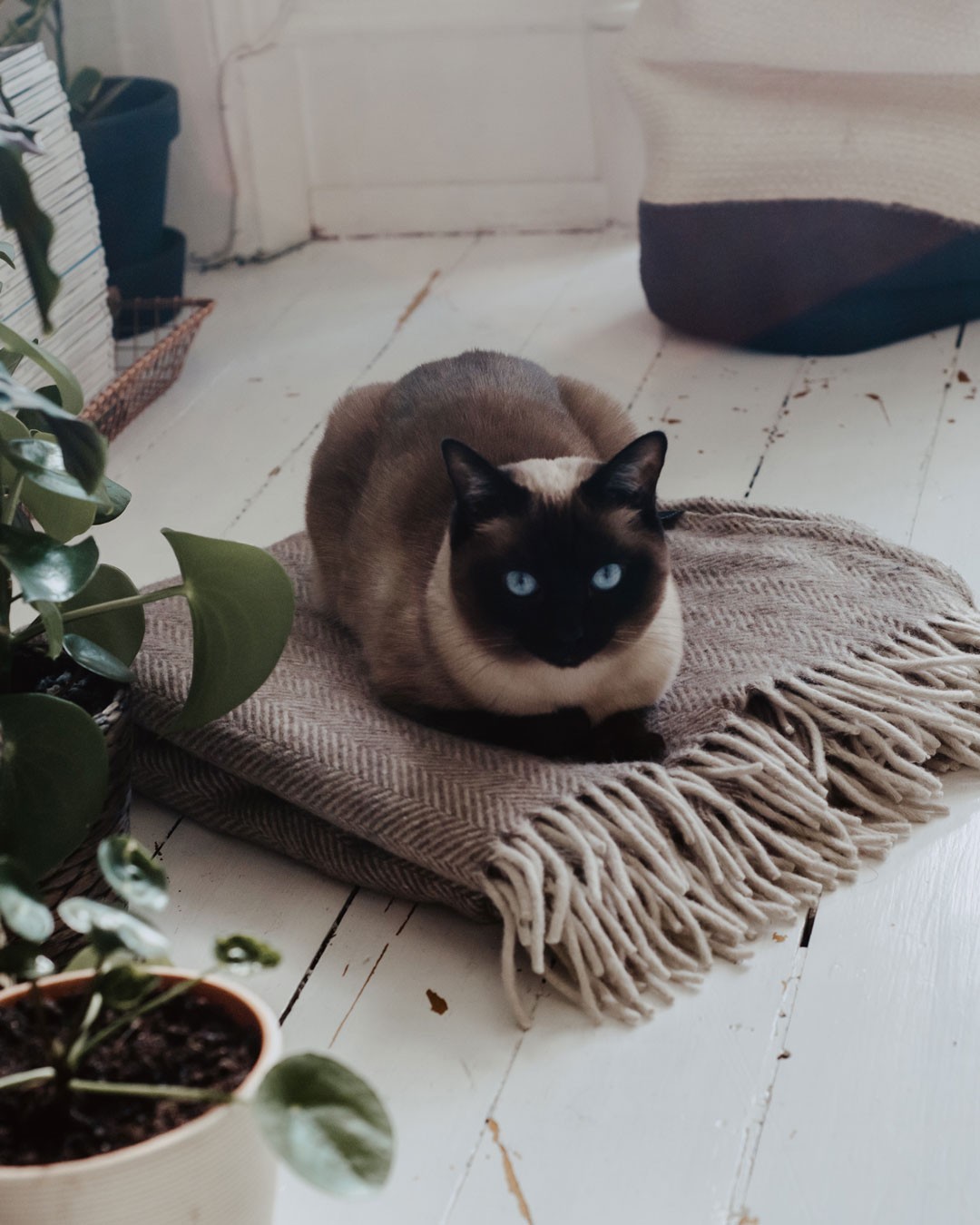 53293046_583953168791605_7182842666021394497_n