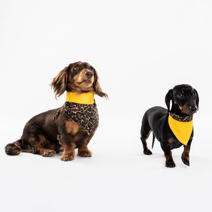 Bun_DachLeopard_415x415