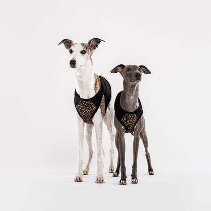 LLoyd_KaiLeopard2_415x415