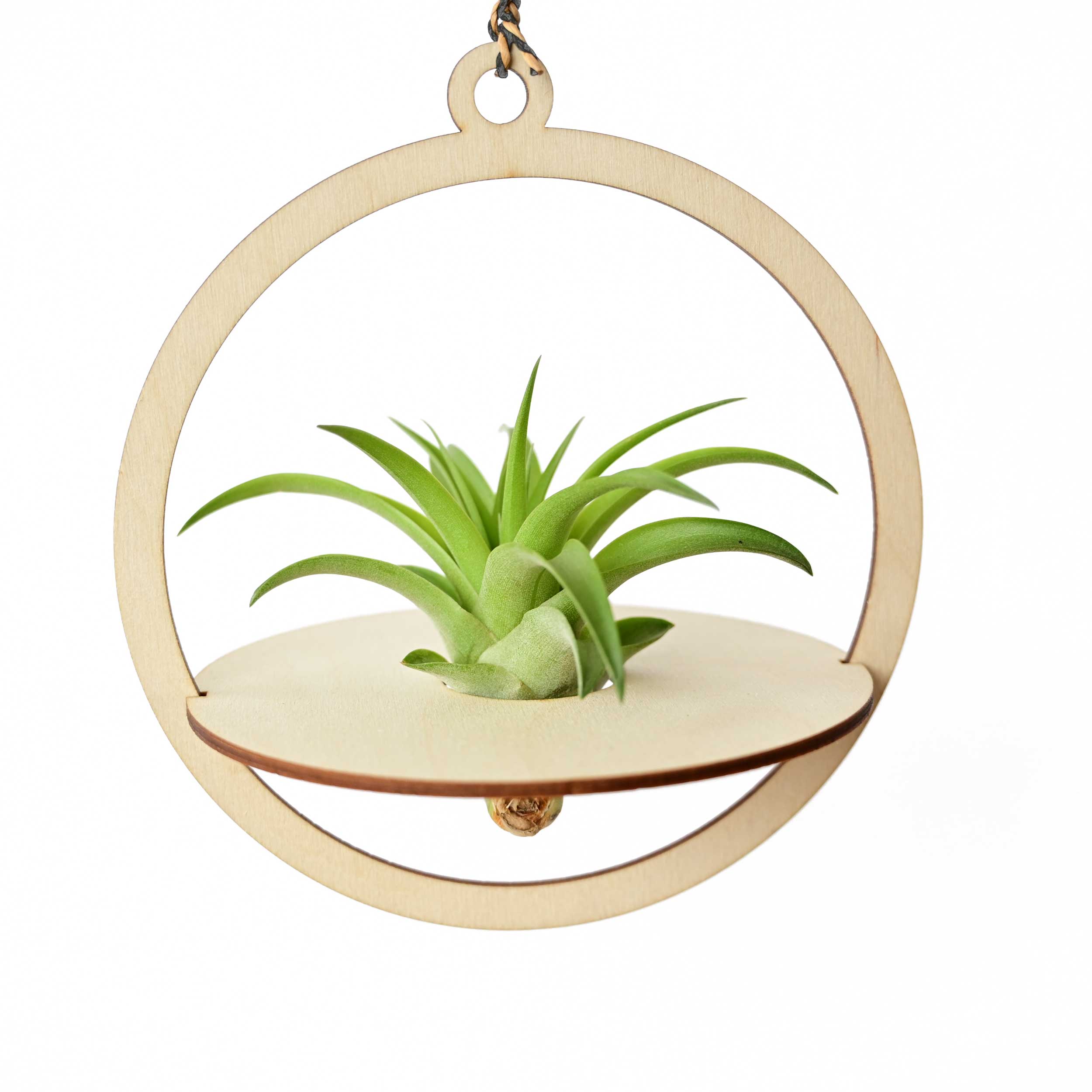 Airplant Hanger1