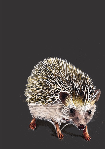 The Hedgehog Notebook