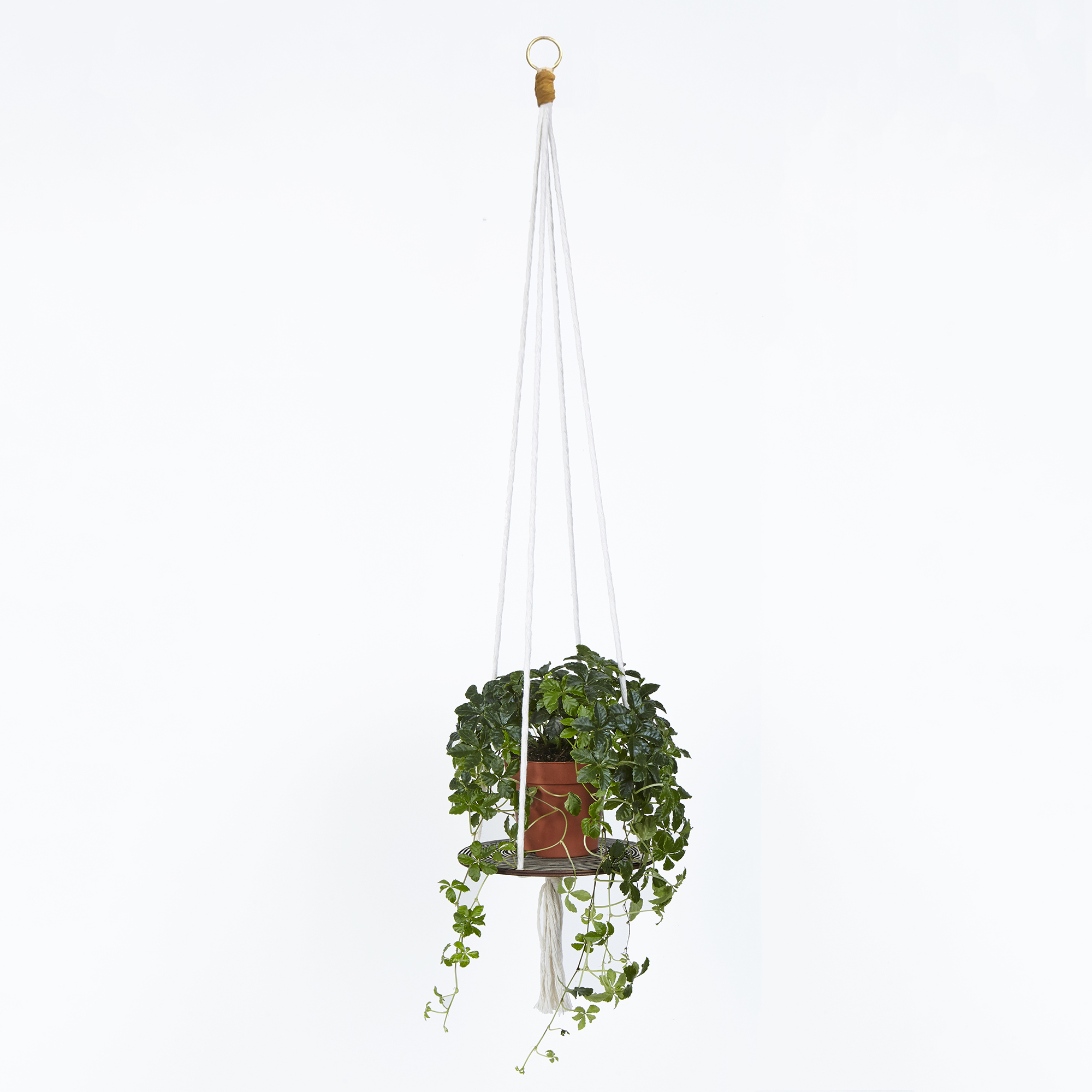 NOTHS 1 Wald Plant Hanger WPH