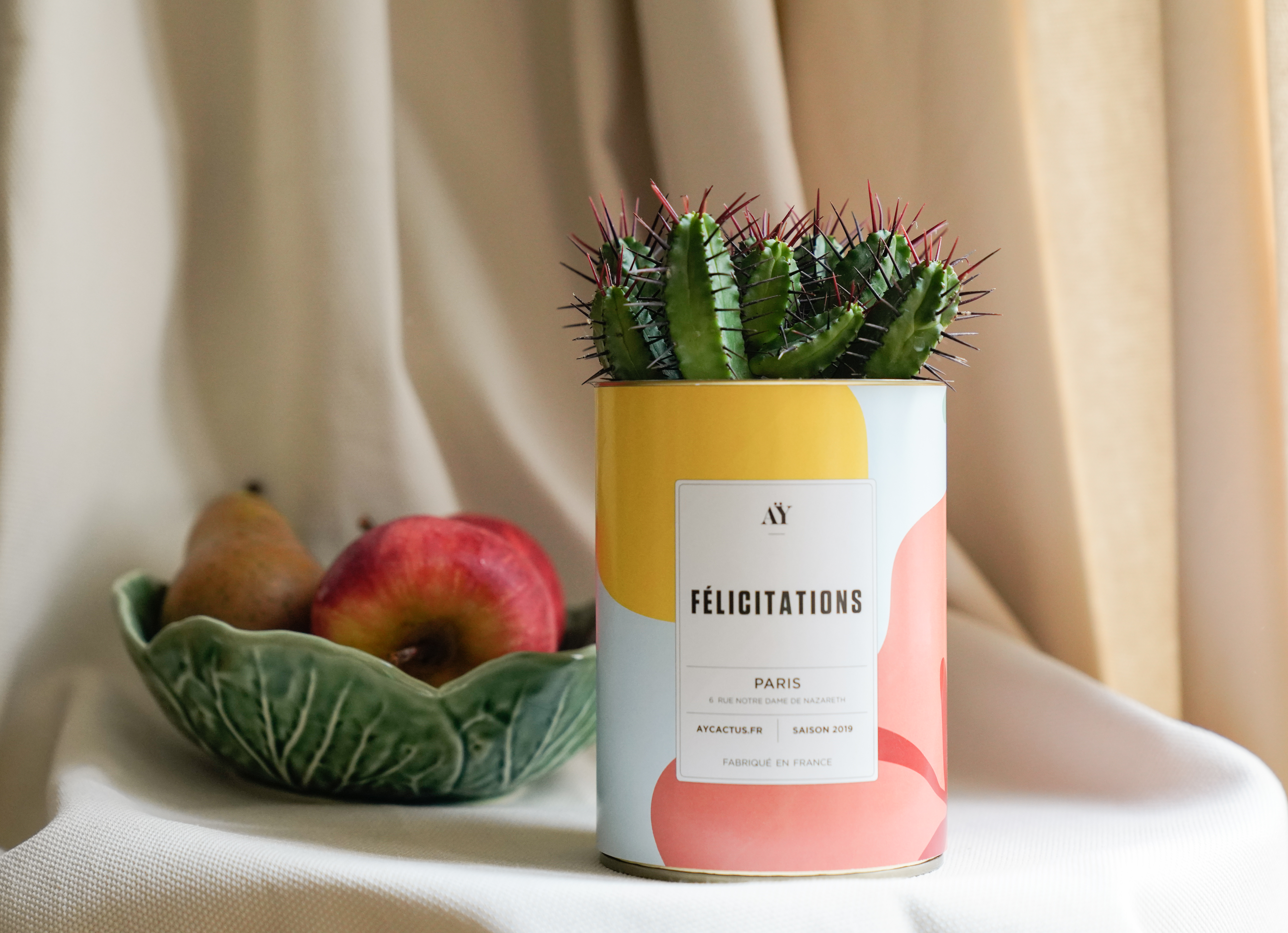 P_Félicitations_cactus_3