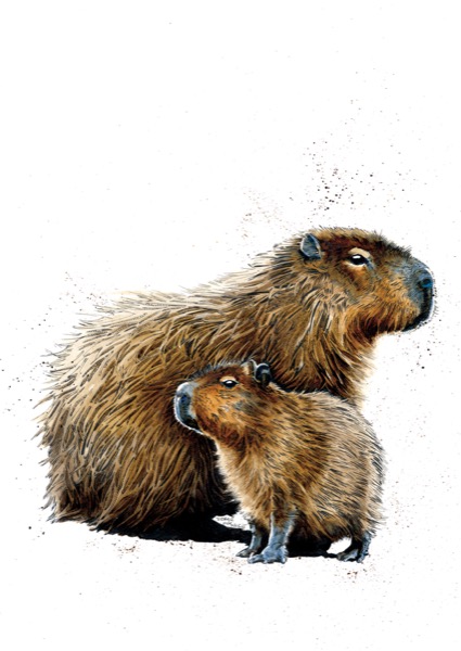 SINC105_Capybaras_updated_may19_RGB