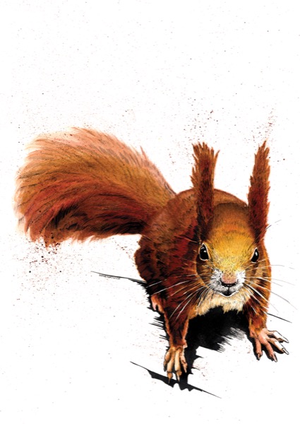 SINC117_Red_Squirrel_RGB