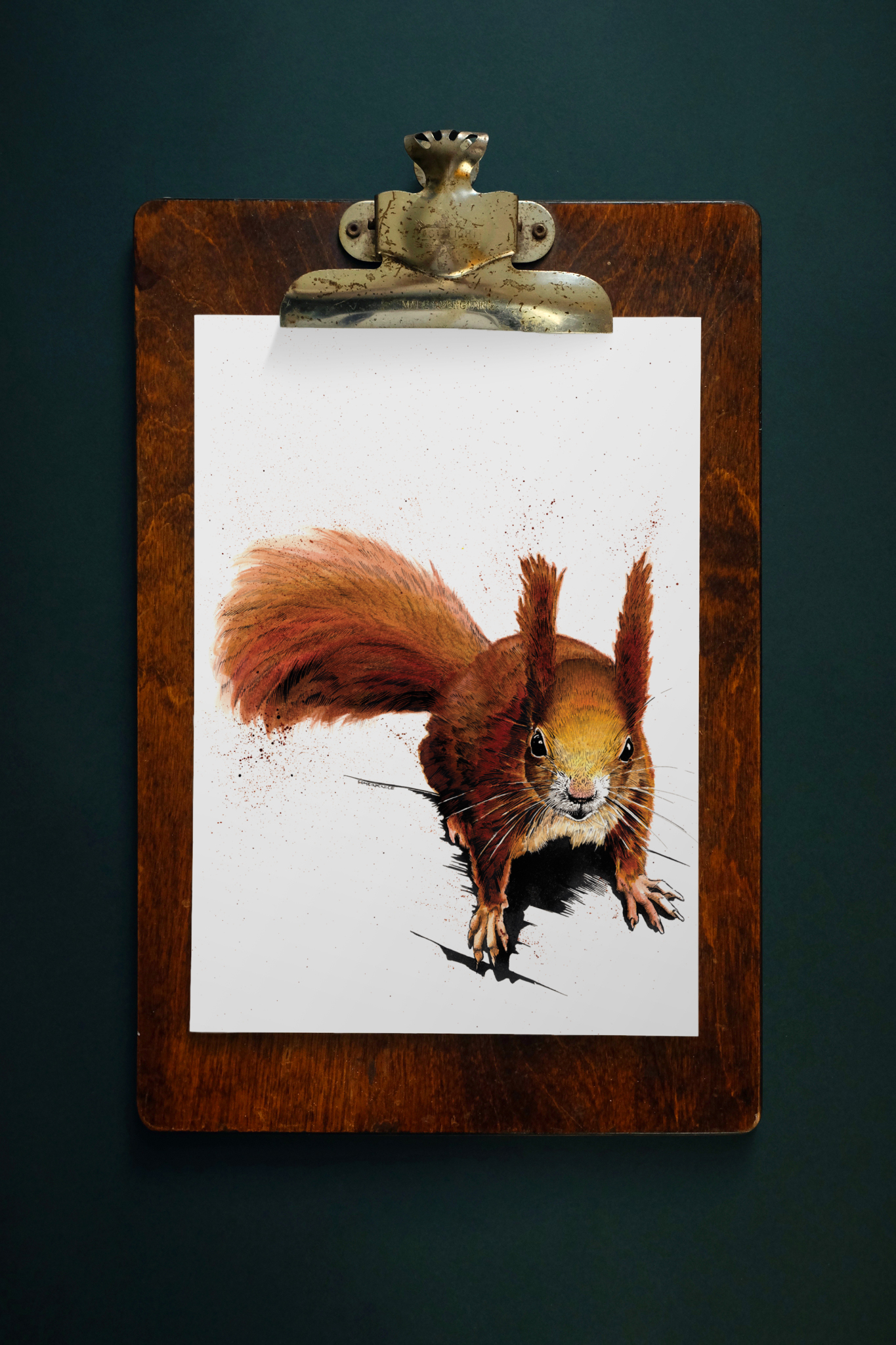 SINC117_redsquirrlel_1