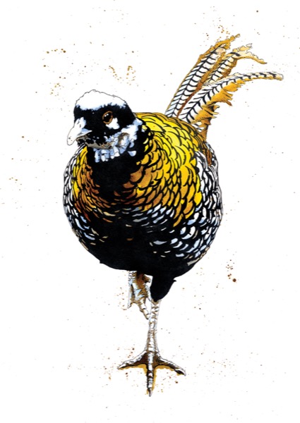 SINC118_Reeves_Pheasant_RGB