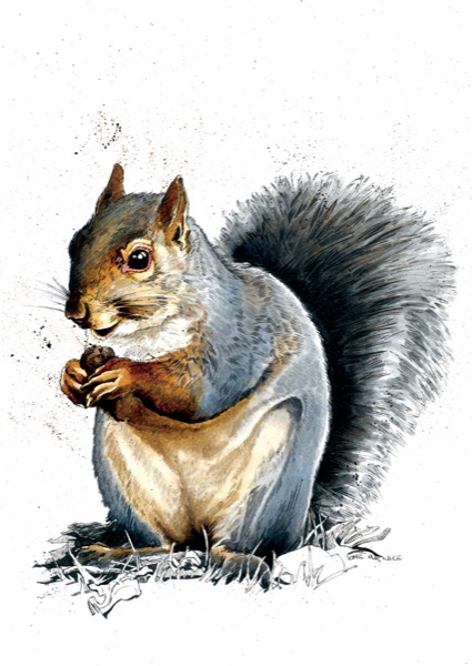 SINC127_Grey_Squirrel_RGB