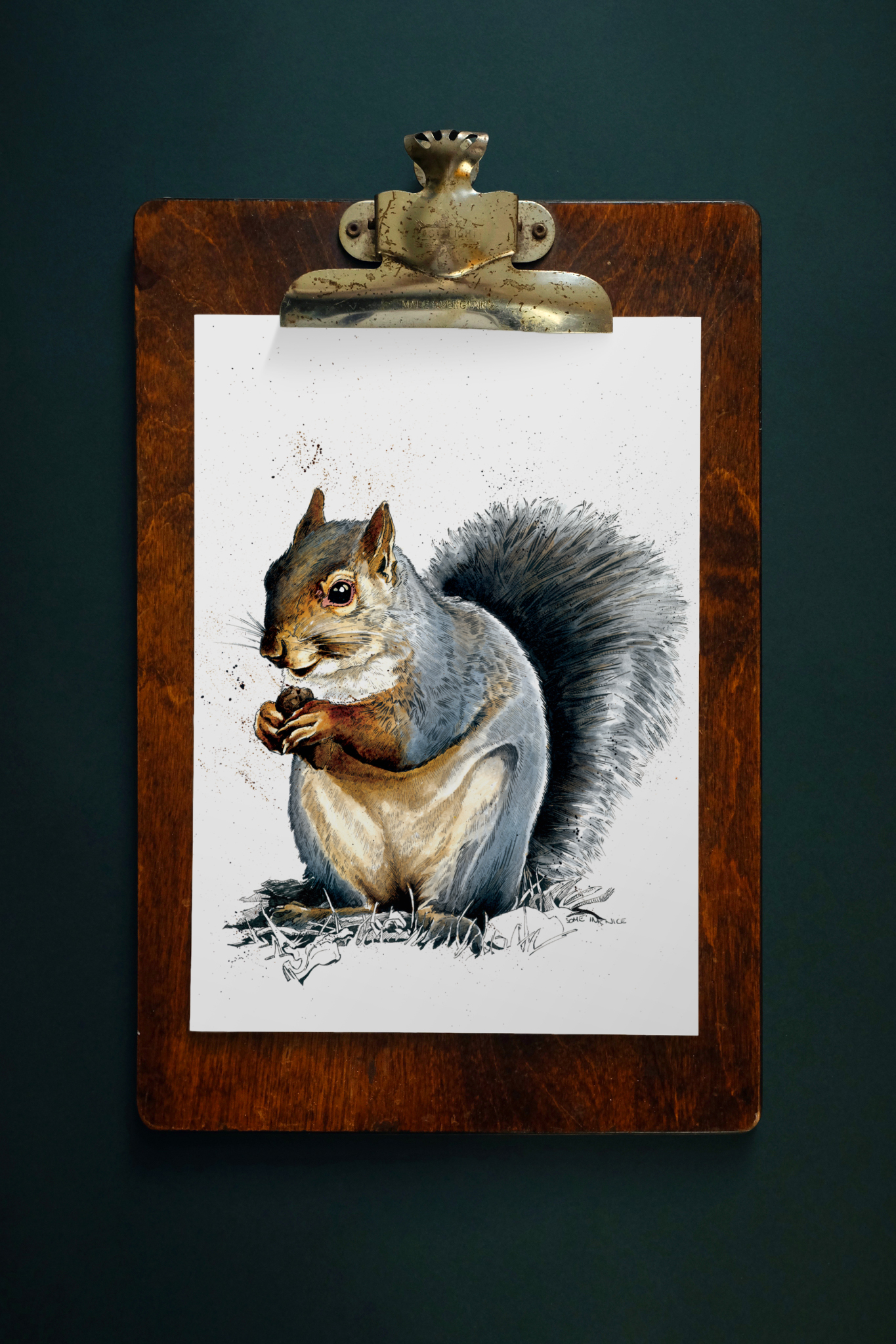 SINC127_greysquirrel_1