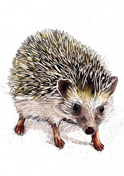 Kimchi The Hedgehog Art Print