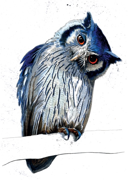 The Northern White Faced Owl