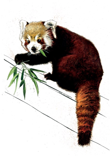 The Red Panda Art Card