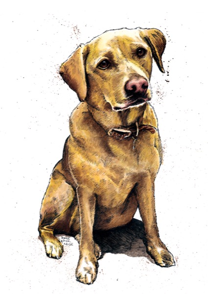 SINC135_Daisy_Labrador_V2_RGB