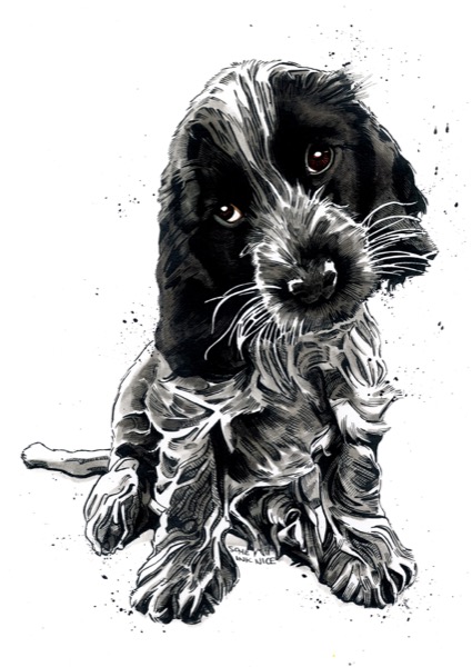 SINC139_Rosie_The_Cocker_Spaniel_RGB