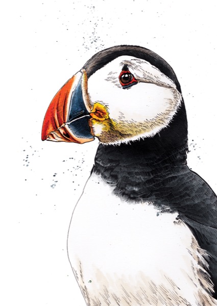 SINC143_Clive_The_Puffin_RGB