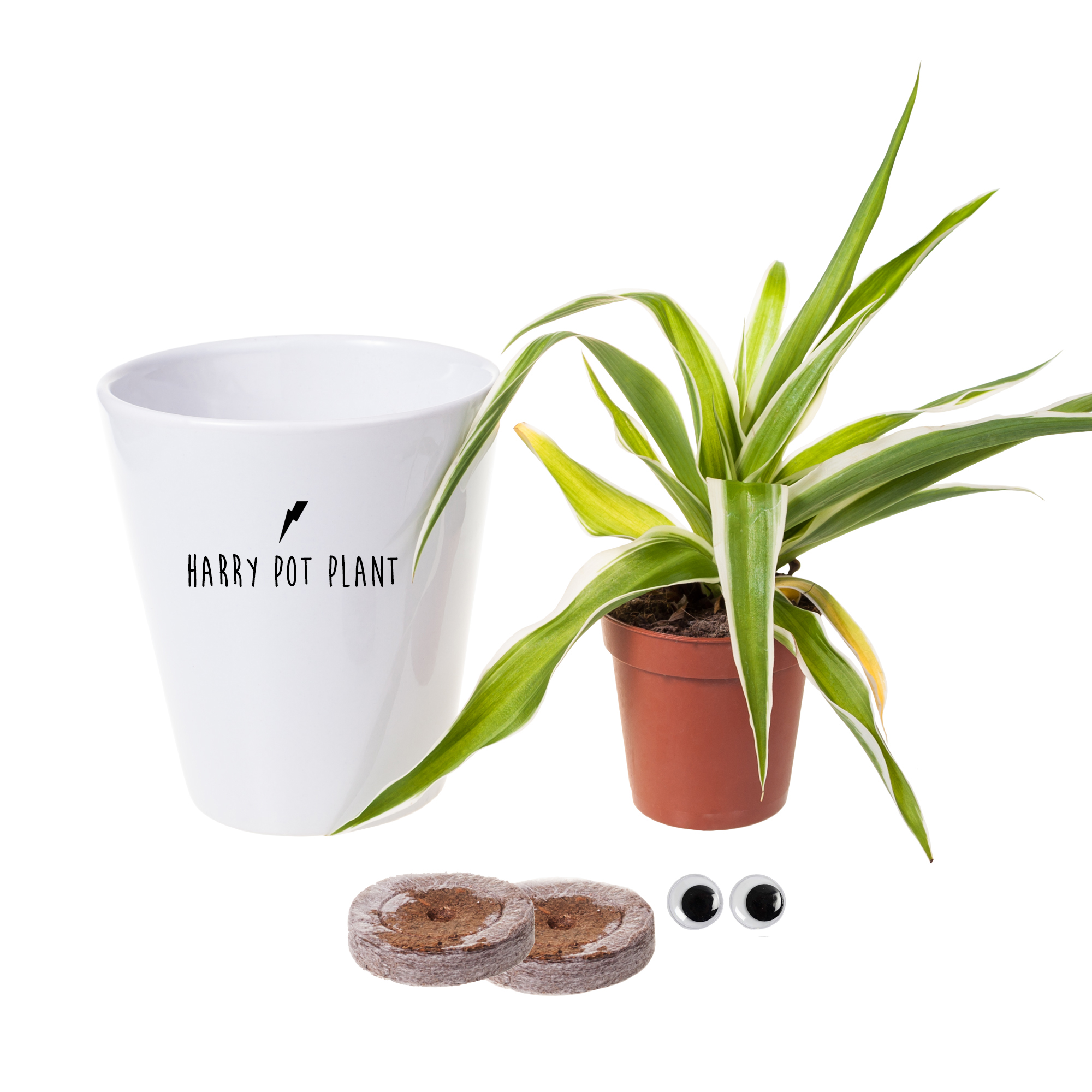 Spider collection harry pot plant