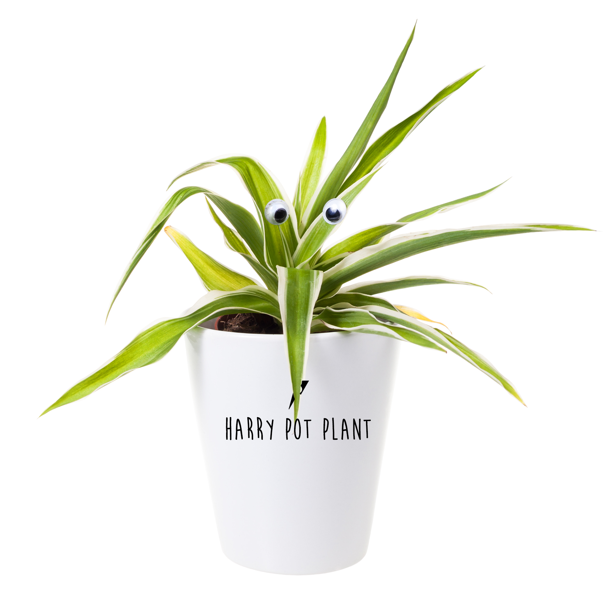 Spider plant Harry Pot place