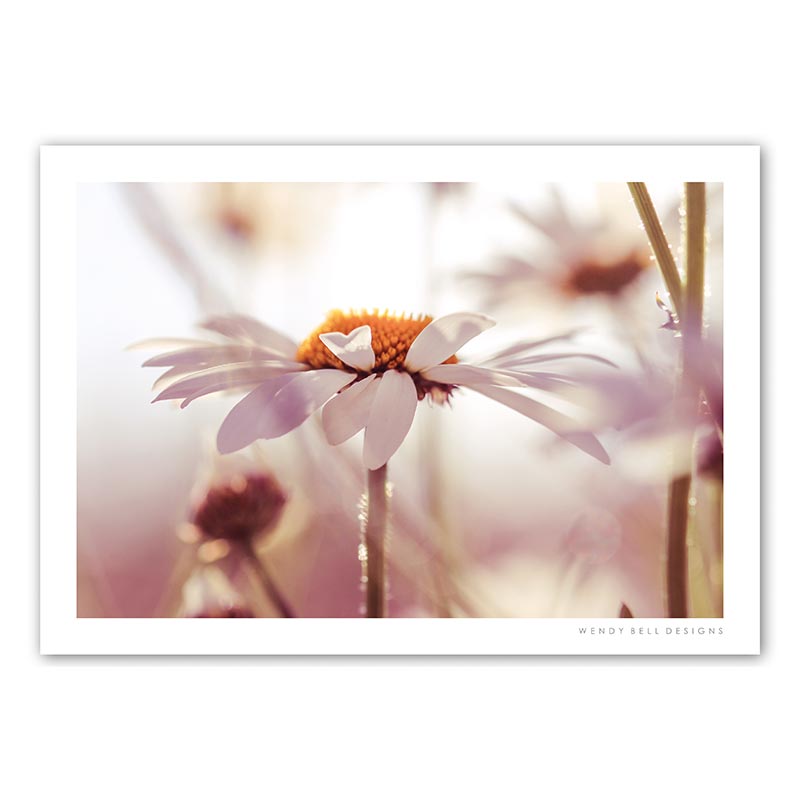 WendyBellDesigns-PC05-HAZY-SUMMER-DAISY