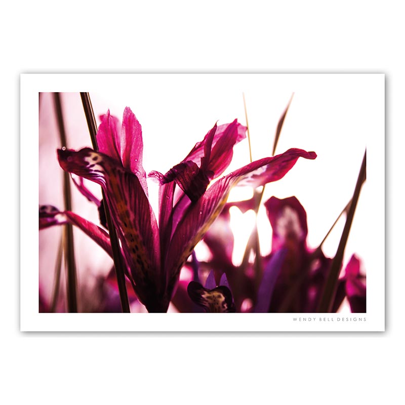 WendyBellDesigns-PC08-WINTER-IRIS