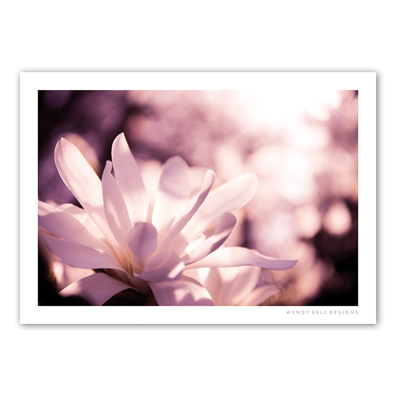 WendyBellDesigns-PC09-MAGNOLIA-BLOSSOM