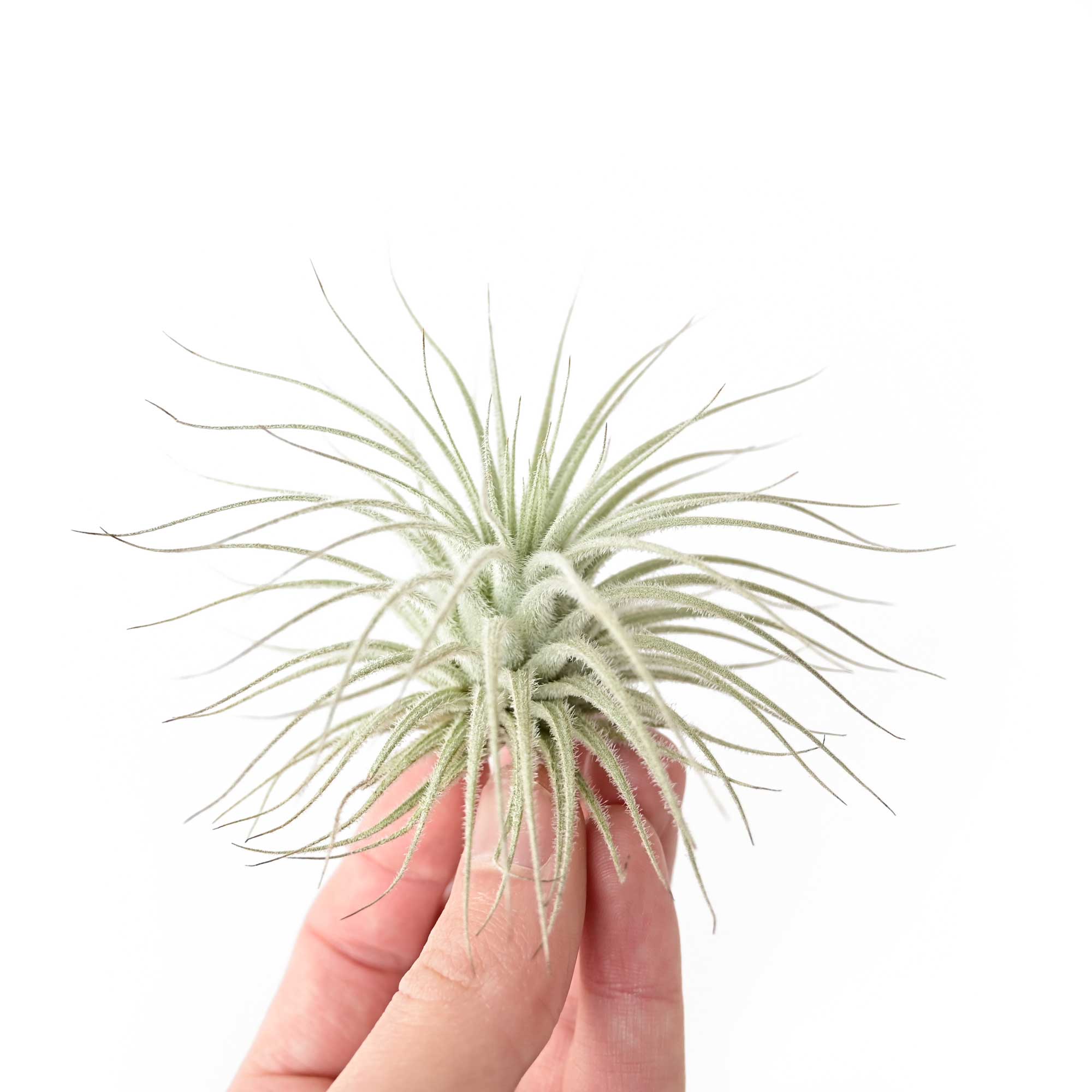 Tectorum1