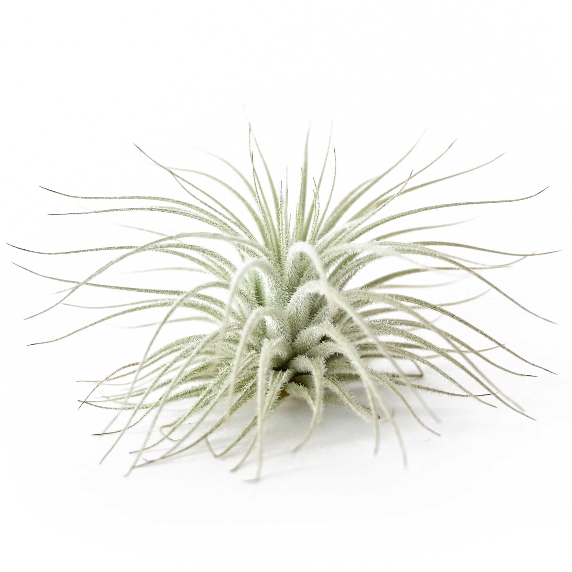 Tectorum2