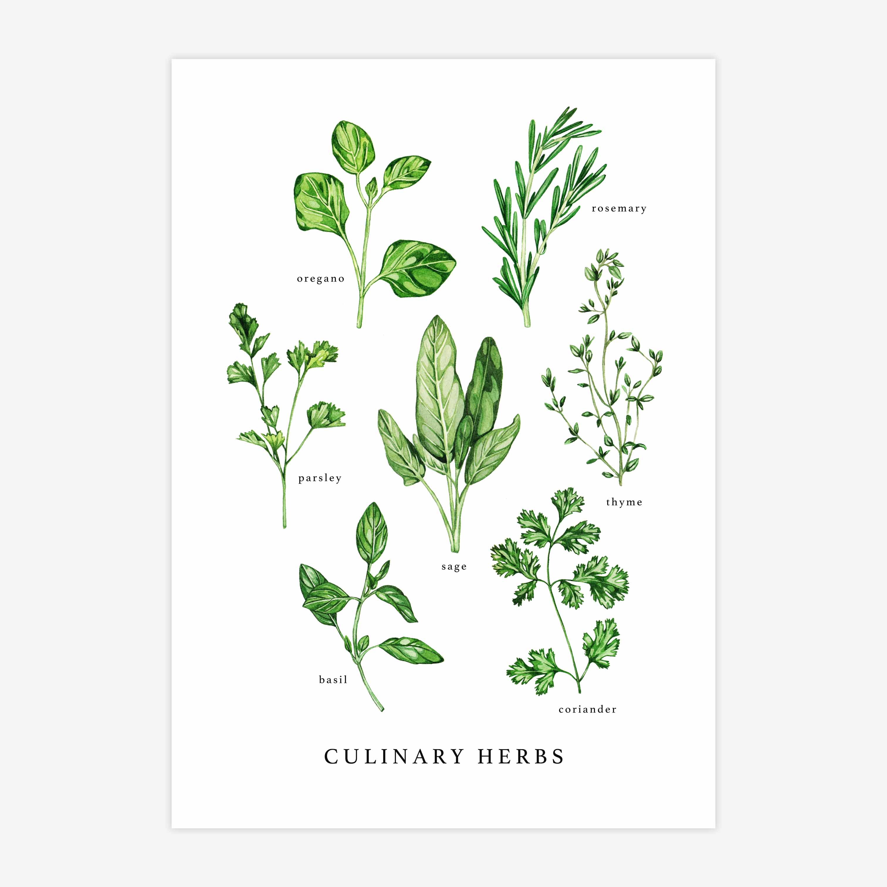 Culinary Herbs Print