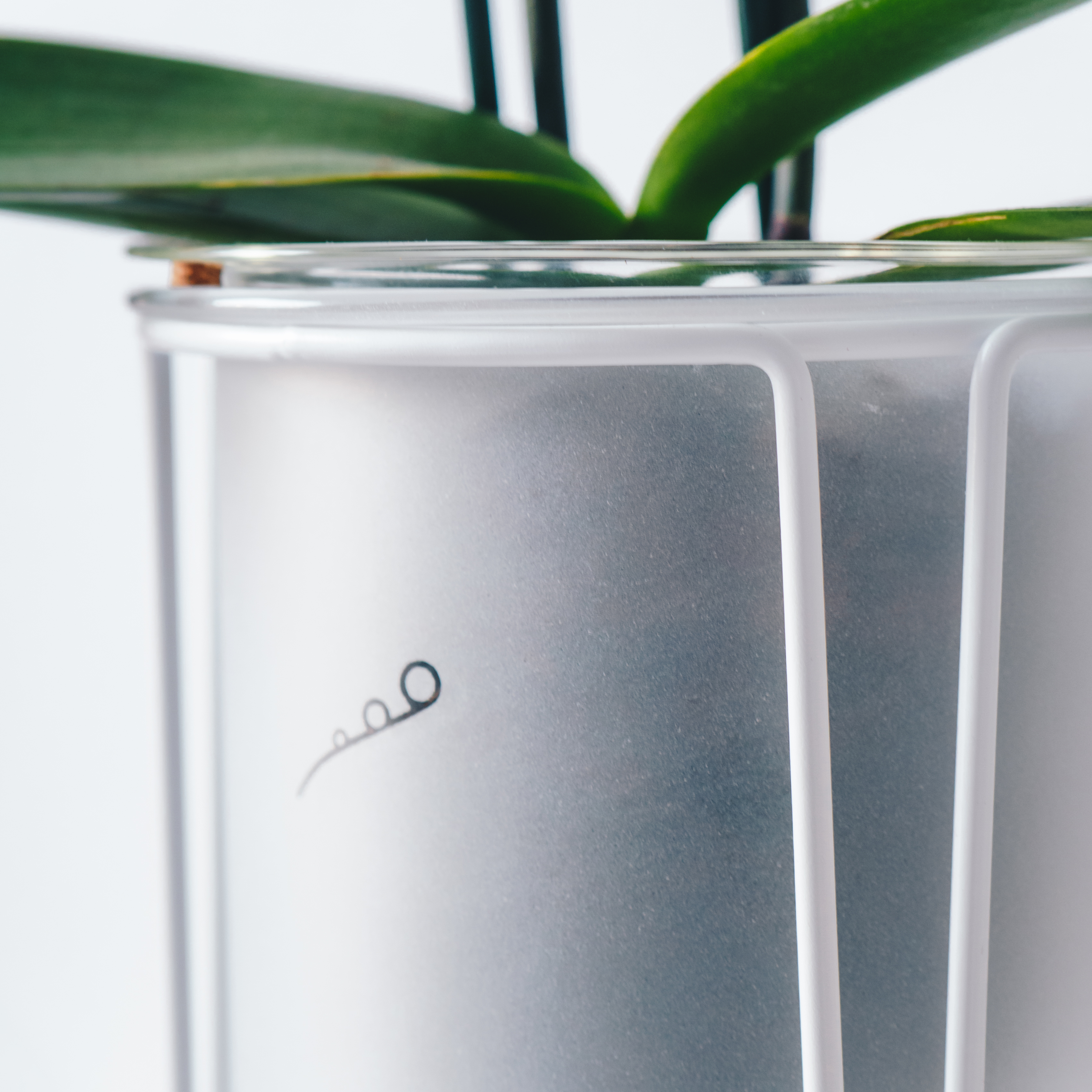 FROND-orla-STAND-mist-close-bark-orchid-SQUARE