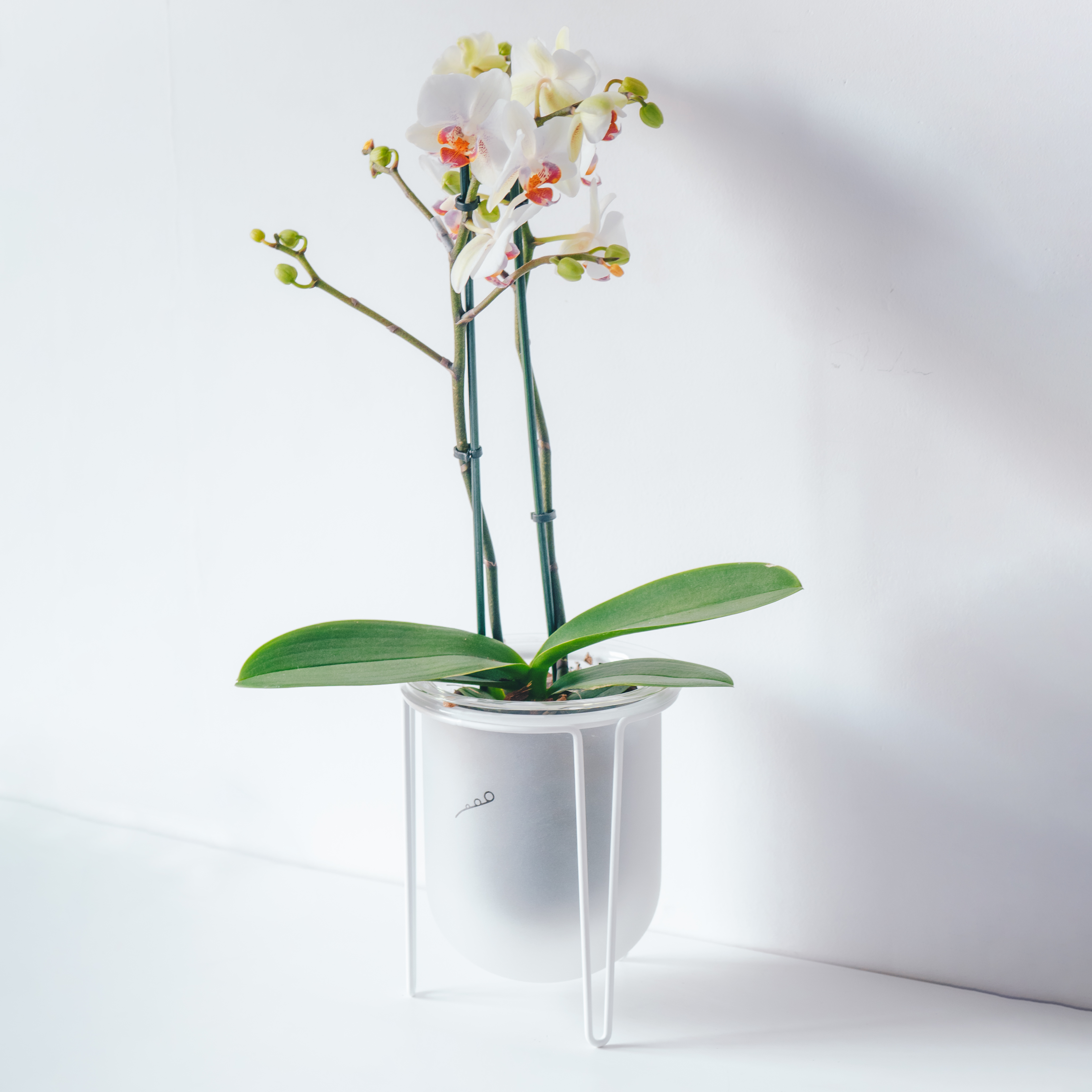 FROND-orla-STAND-mist-orchid1-SQUARE