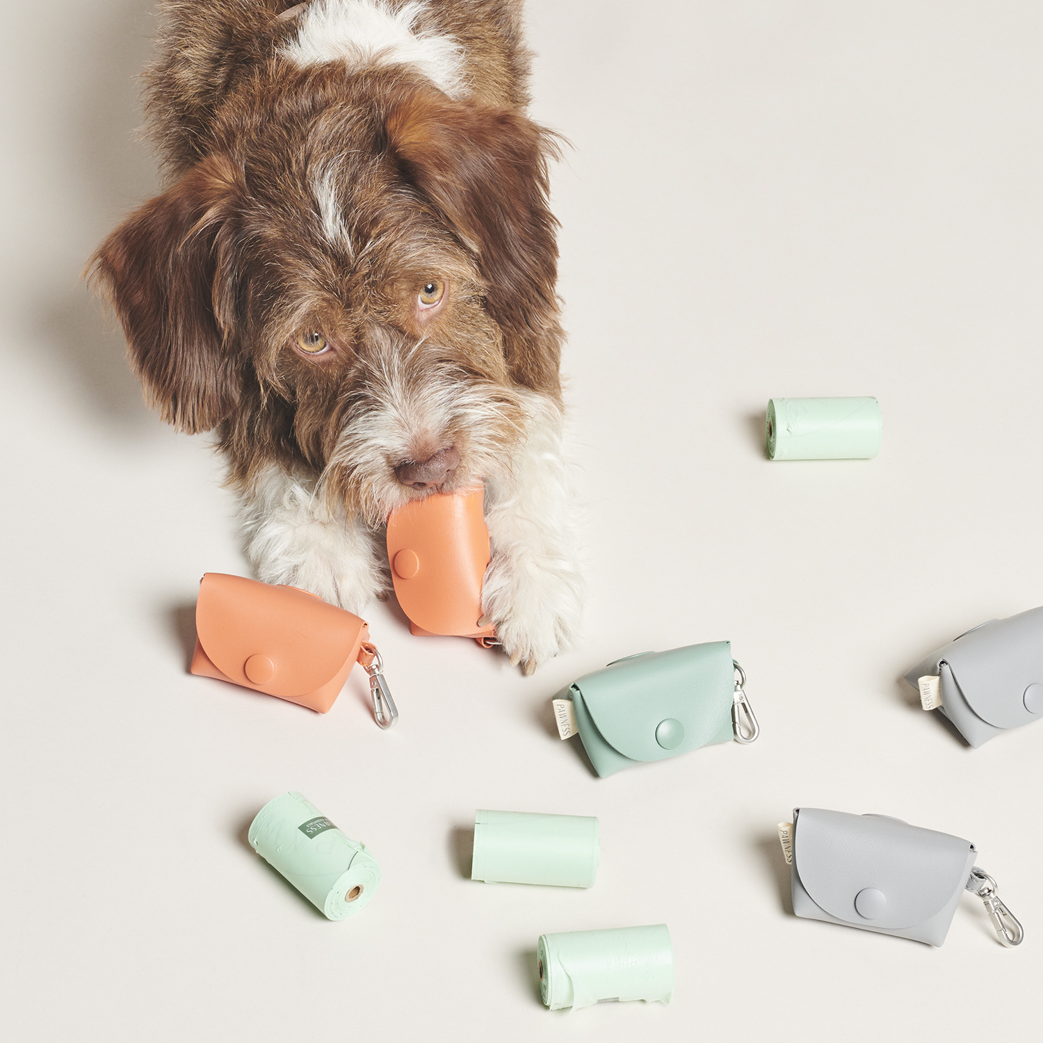 PBH ALL COLOURS DOG_2