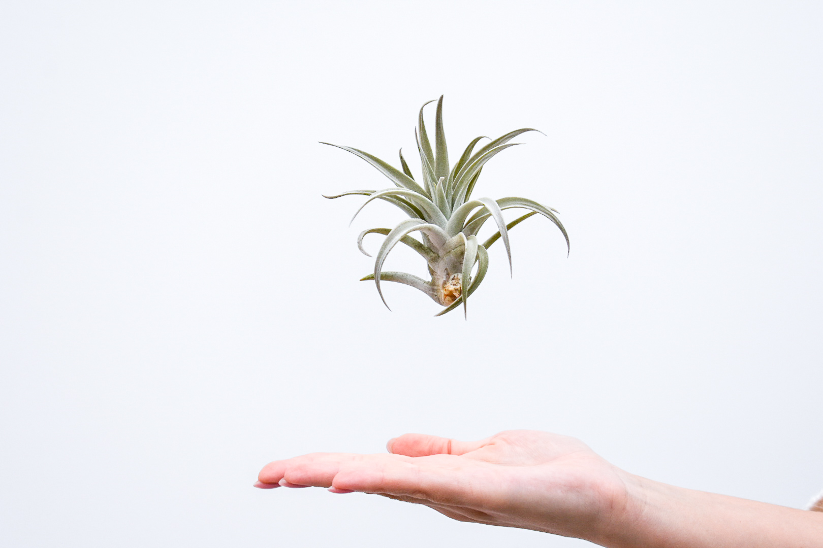 Tillandsia Harrissi med