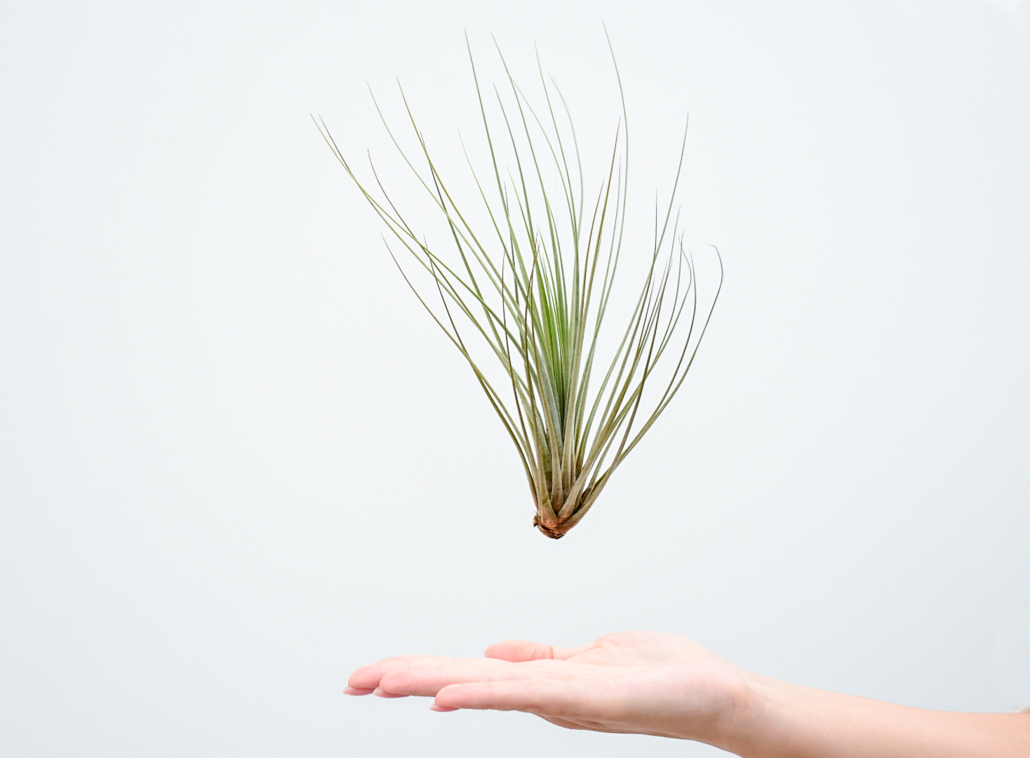 Tillandsia Juncea