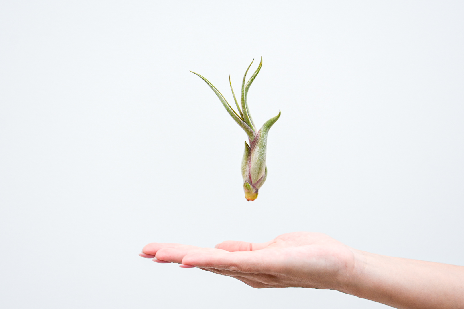 Tillandsia Caput Medusae 1