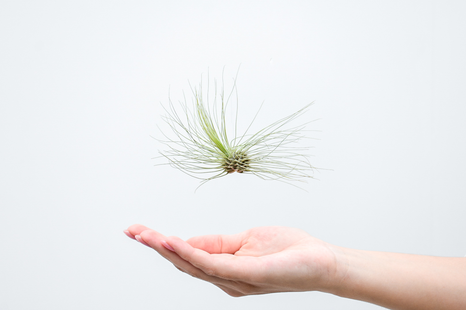 Tillandsia Argentea