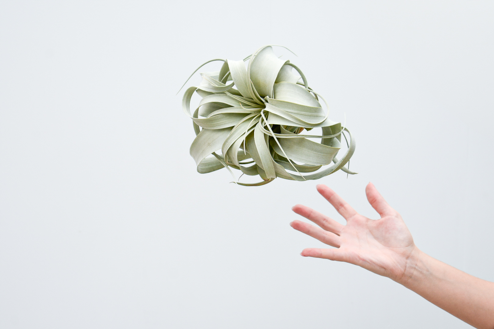 Tillandsia Xerographica