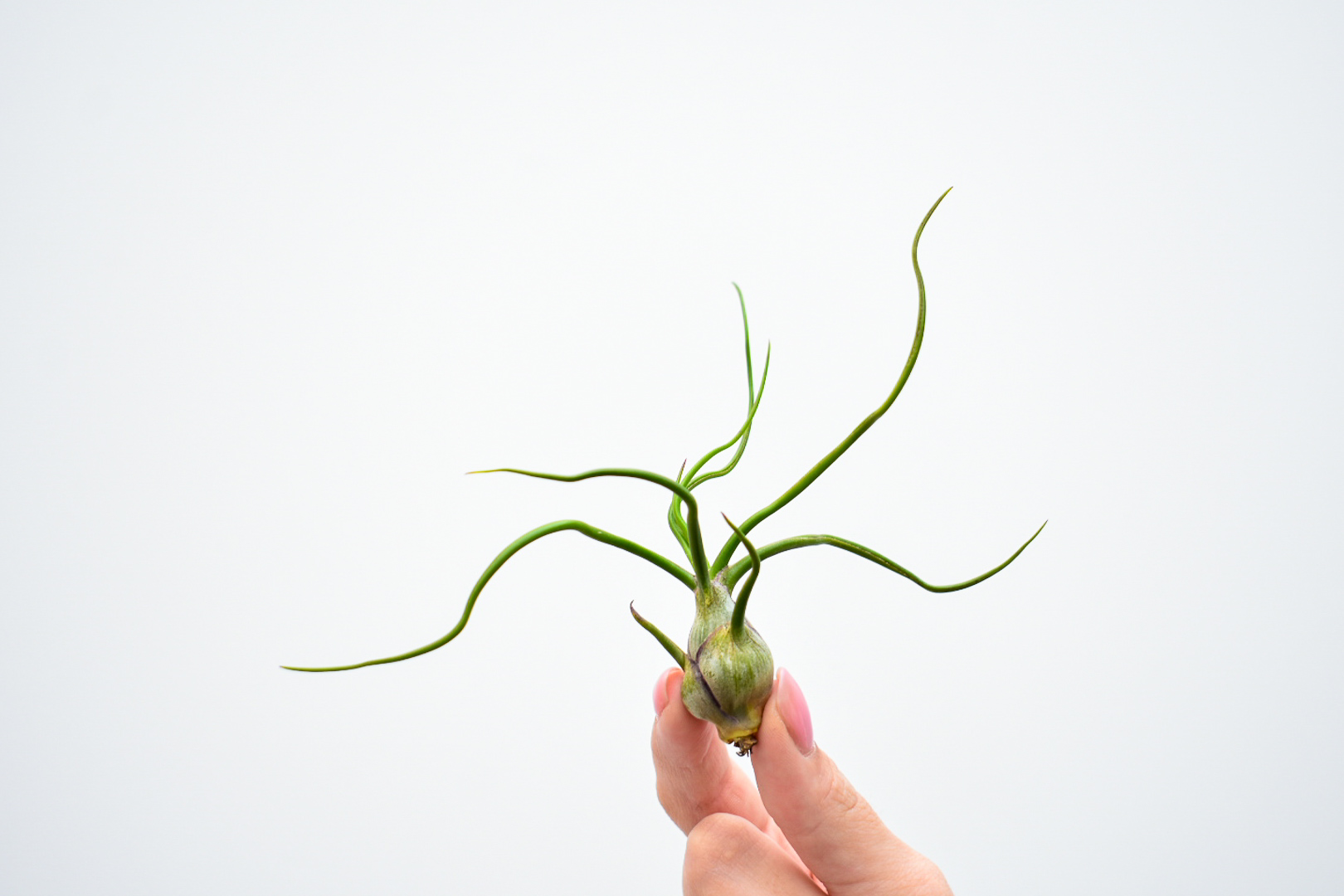Tillandsia Bulbosa in hand