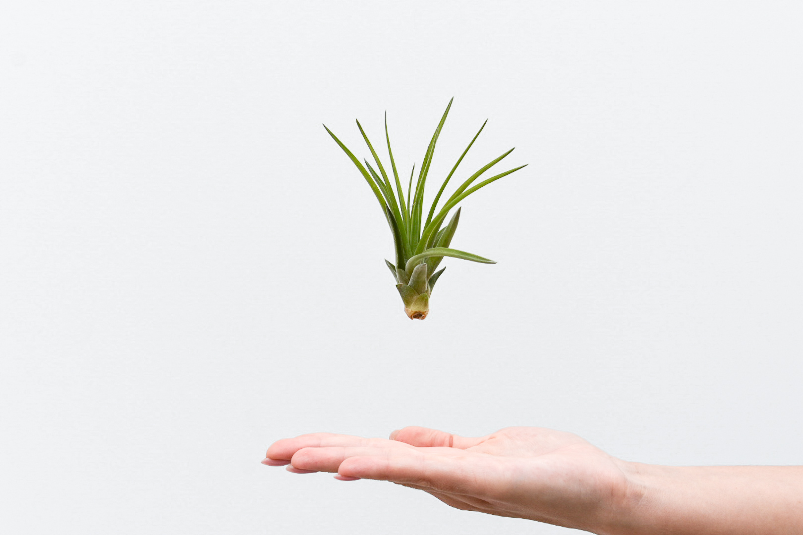 Tillandsia abdita med