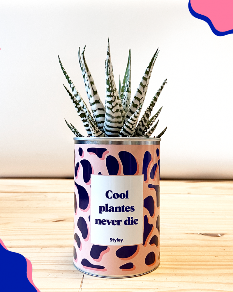 cool-plantes-never-die-cactus
