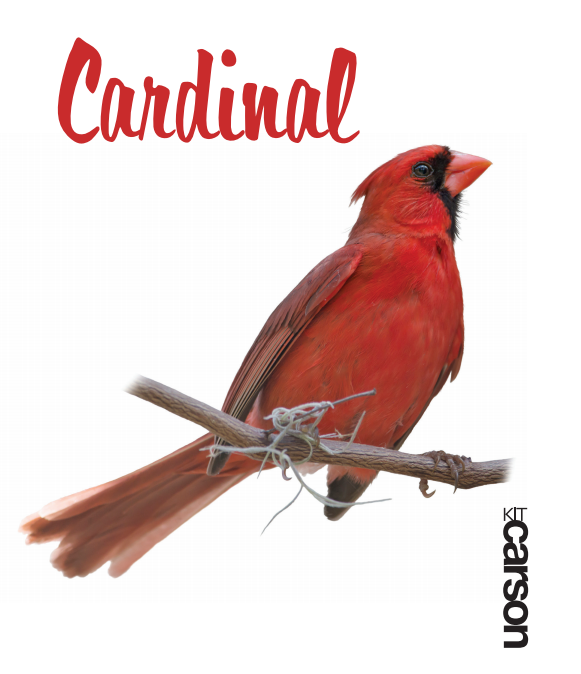 MALE CARDINAL SWEDISH DISHCLOTH