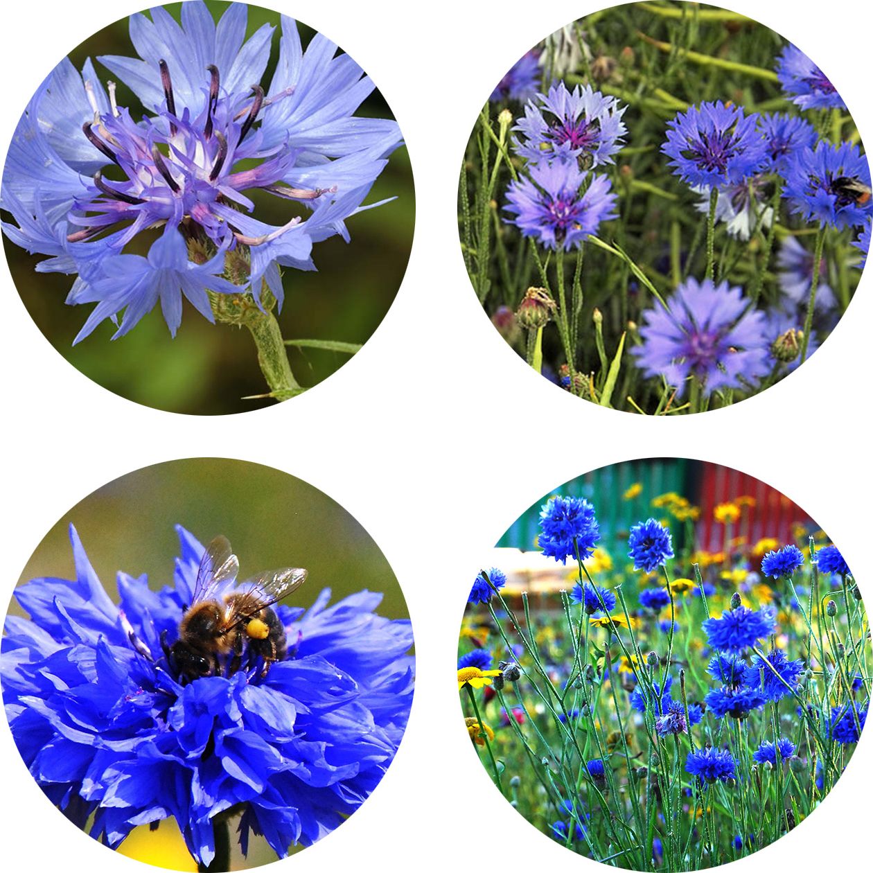 cornflower tin flower inclusion