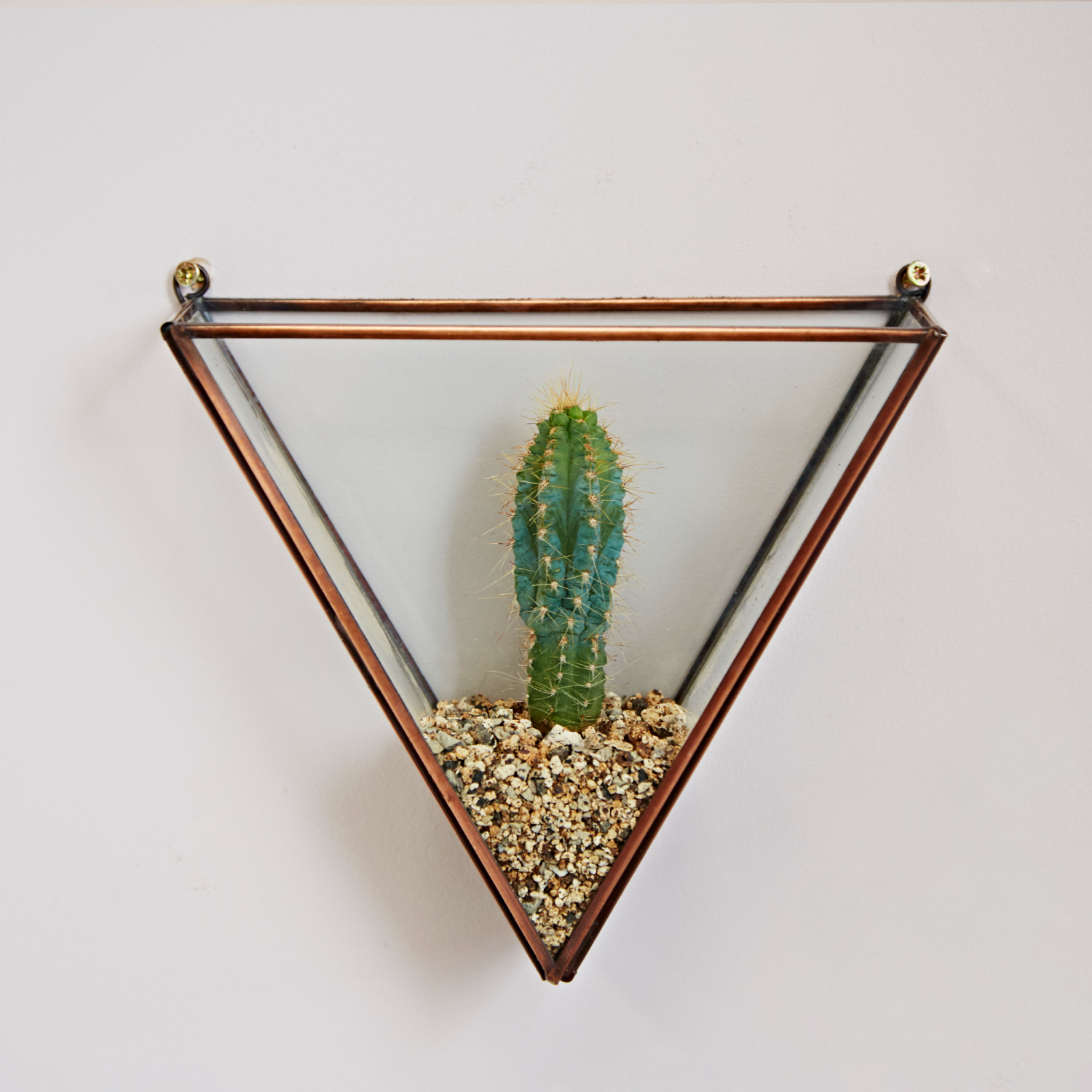 TLGTT Triangular Glass Air Plant Wall Terrarium