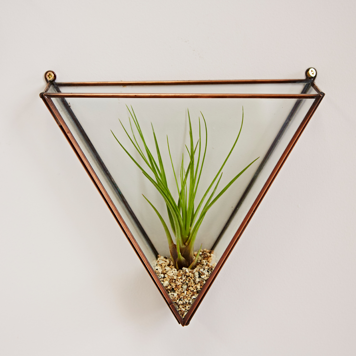 TSGTT Triangular Glass Air Plant Wall Terrarium