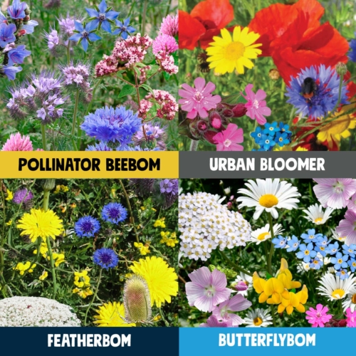 Birds, Bees & Butterflies 4 Pk Seedbom Gift Set - Pack of 8