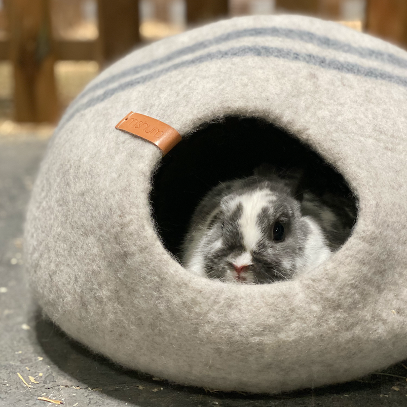 IG_76-MISHUM-roedores