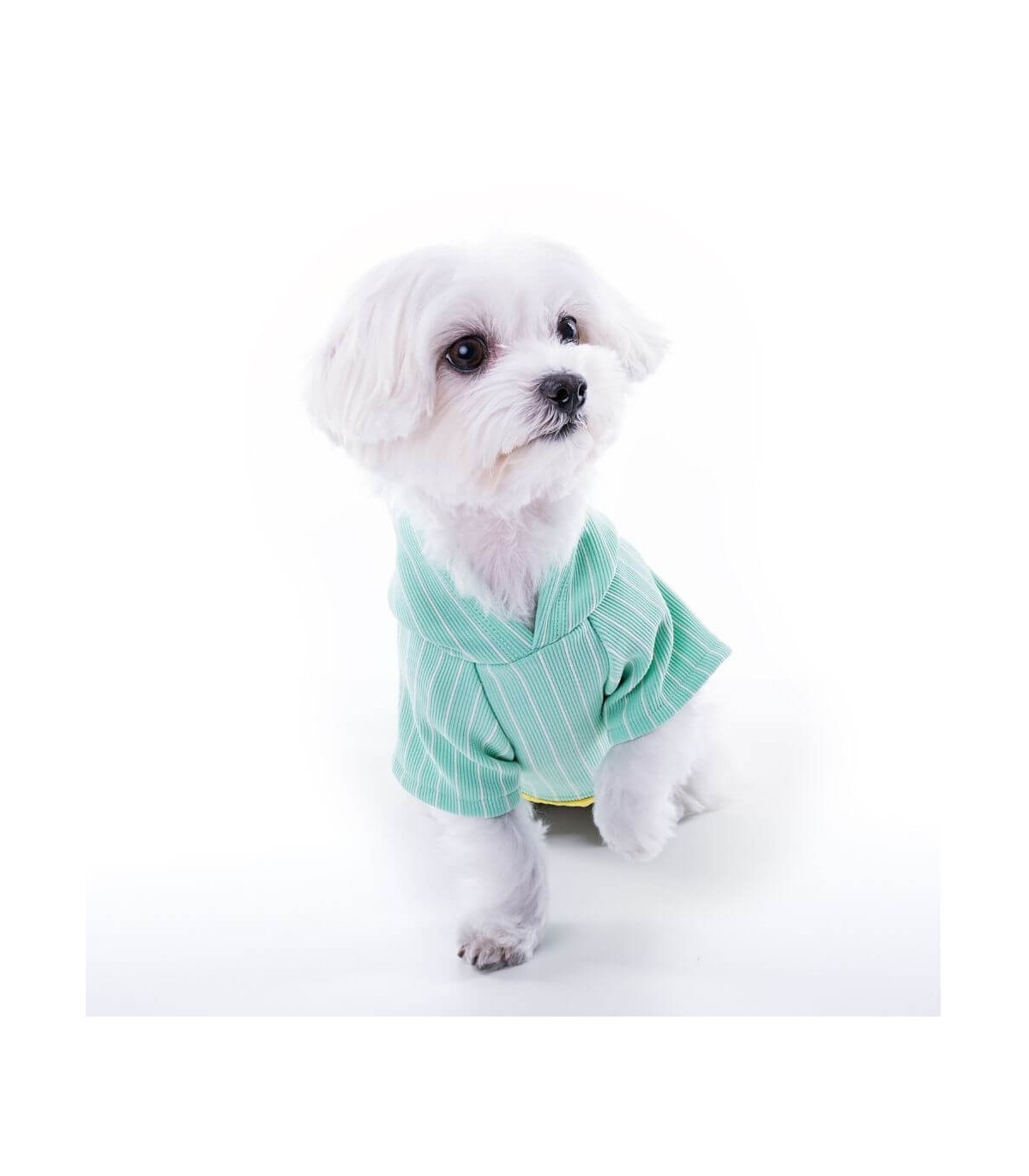 GG Chispa apple 2 sueter-para-perro-chispa-apple-green