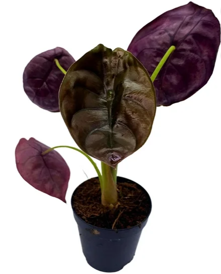 Alocasia Cuprea Red Secret
