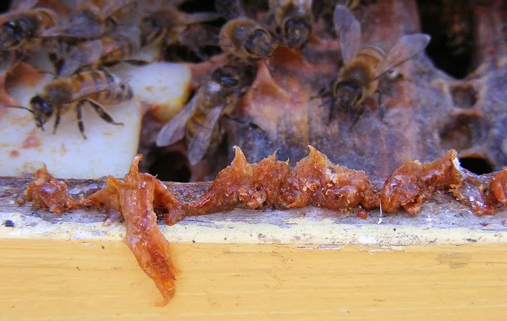 12489582-honey-bee-propolis.webp